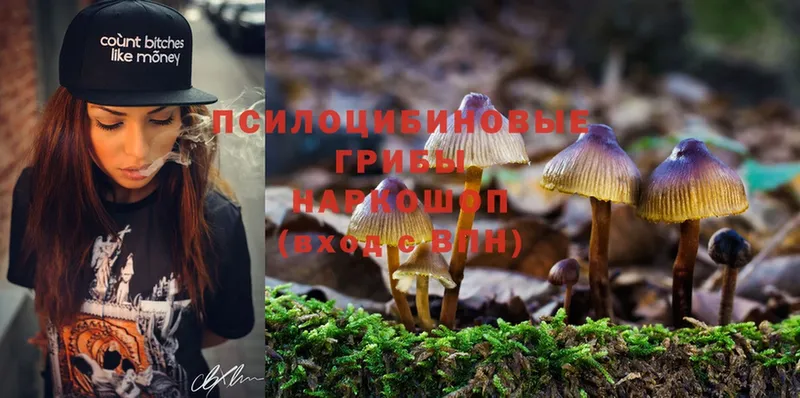 купить наркотик  Коркино  Галлюциногенные грибы Psilocybine cubensis 